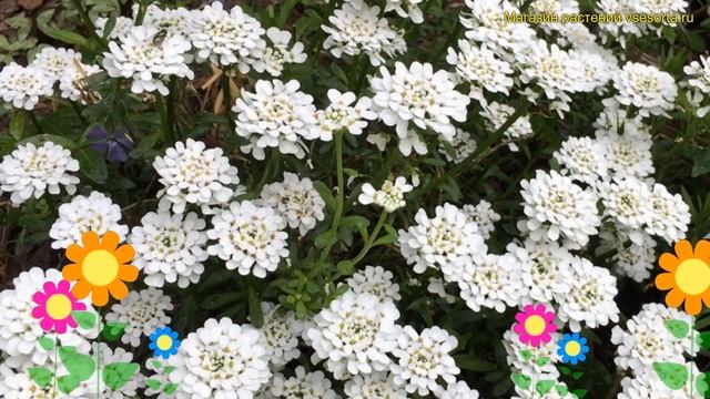 Иберис вечнозеленый Уайтаут. Краткий обзор, описание характеристик iberis sempervirens Whiteout смотреть онлайн