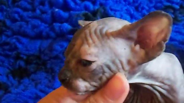 Sphynx poesje Black tortie (vader dna getest chocolat mink) смотреть онлайн