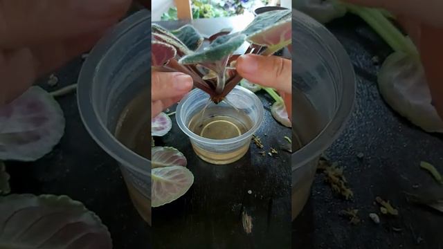 fialkanın cavanlaşdırılması😊 смотреть онлайн