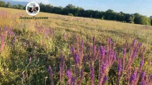 Заготовка шалфея лекарственного | Данила Травник