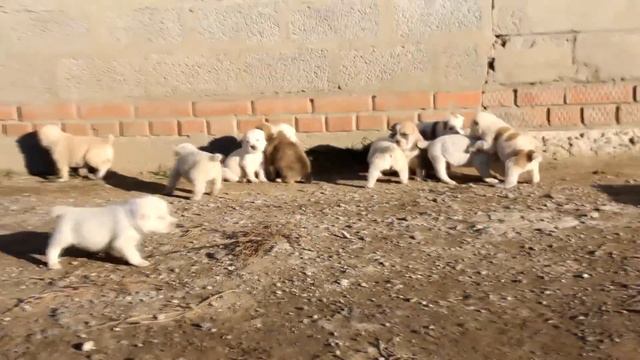 Щенки питомника ТИМЕРТАШ (помет-Е) - октябрь 2015 смотреть онлайн