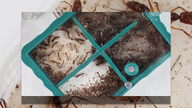 САМЫЕ БЫСТРЫЕ И НЕОБЫЧНЫЕ МУРАВЬИ - Odontomachus rixosus смотреть онлайн