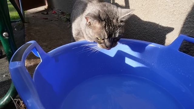 24 ЧАСА В САРАЕ С КОТАМИ И СОБАКОЙ | ПРЕВРАТИЛИ САРАЙ В ДОМИК смотреть онлайн