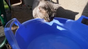 24 ЧАСА В САРАЕ С КОТАМИ И СОБАКОЙ | ПРЕВРАТИЛИ САРАЙ В ДОМИК