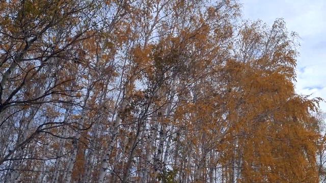 Осень. Природа. Звуки природы. смотреть онлайн