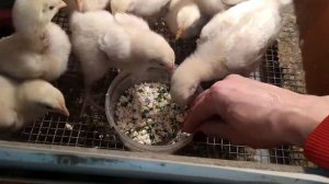 #Первый раз даю бройлерам творог#Пропойка птицы#