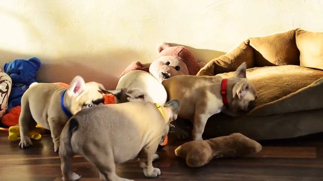 french bulldogs | Grande Star Artemida ❤️ | Щенки французского бульдога смотреть онлайн
