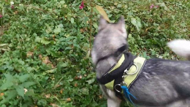 Похождения Серого волка... смотреть онлайн