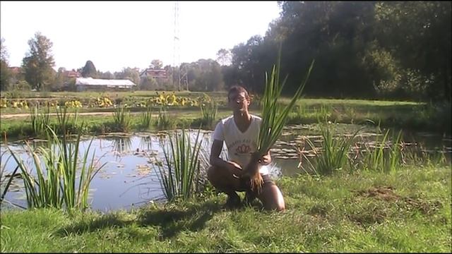 Iris pseudacorus, fitodepurazione ed estetica per il tuo laghetto смотреть онлайн