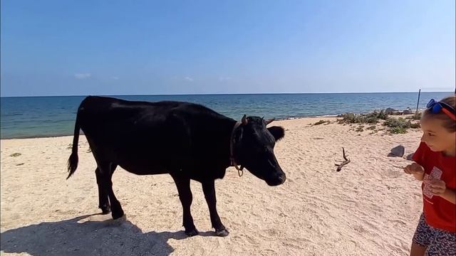 Знакомство с Морскими Коровами), познавательные каникулы на Азове, Стрелковое, Арабатская стрелка! смотреть онлайн