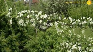 Чтобы вишня не вымерзала и не выпревала