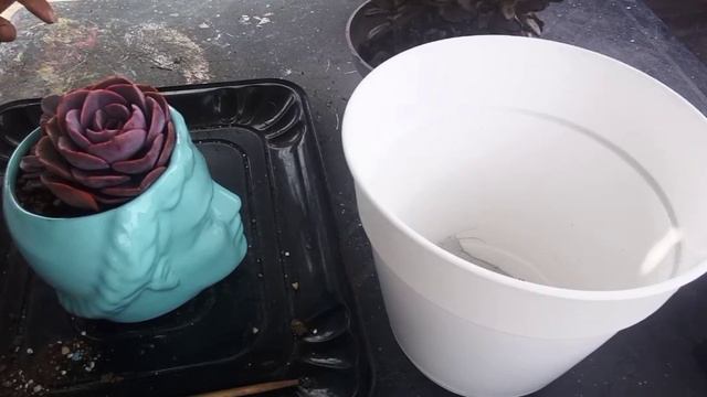 Transplantando #echeveria Dusty rose y #kalanchoe смотреть онлайн