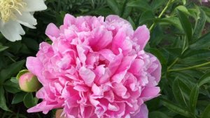 Пион JACORMA/Джакорма