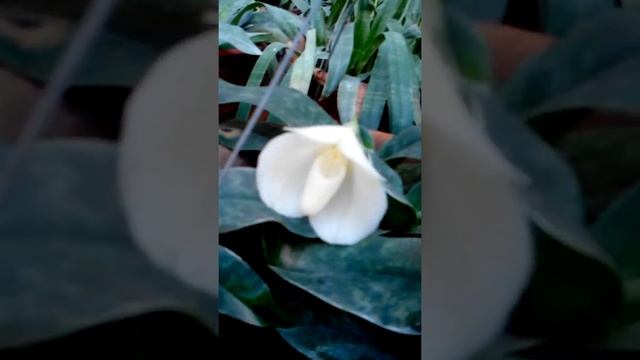Paphiopedilum Bellatulum alba ;phone +9595280656 смотреть онлайн