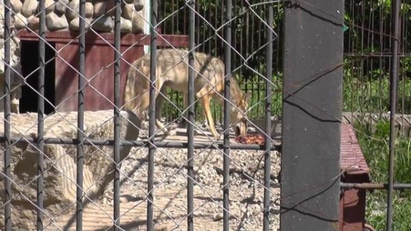 Степной волк/Steppenwolf