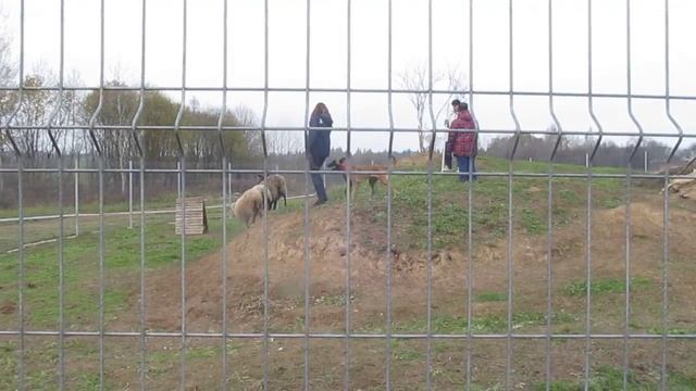 Лейла (Тест на пастуший инстинкт 18.10.2015 МО Дмитровский р-он) смотреть онлайн