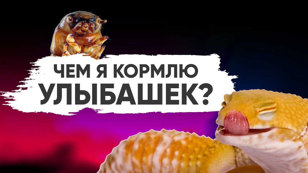 Новые эублефары и чем их кормить смотреть онлайн