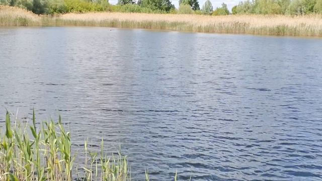ремонт Camarad solo замена регулятора хода+ т.о. май 2022 смотреть онлайн