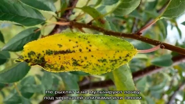 Почему желтеют листья на черешне в июле и как лечить дерево правильно смотреть онлайн