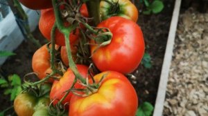 Любимица моя .Сажаю каждый год и не надоедает.Томат Медвежья лапа.Сибирский сад.Кладоспориоз.