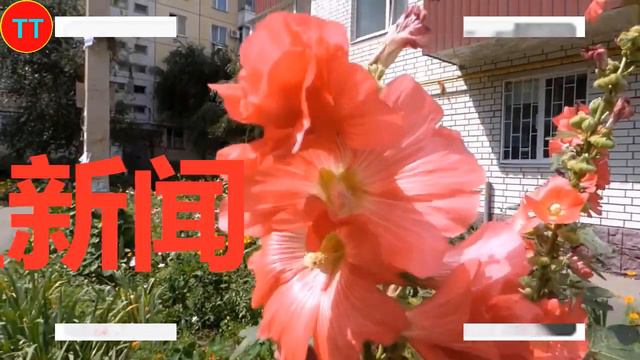 盘点内娱古装白衣战损 肖战刘诗诗破碎感，杨幂赵丽颖又美又英气 смотреть онлайн