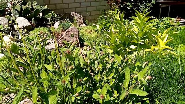 КАК ОЧИСТИТЬ ТОЛСТЫЙ И ТОНКИЙ КИШЕЧНИК ПРОСТЫМ СПОСОБОМ 10.05.2020 смотреть онлайн