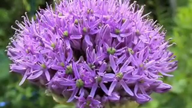 Allium 