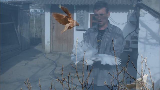 Голубиные танцы смотреть онлайн