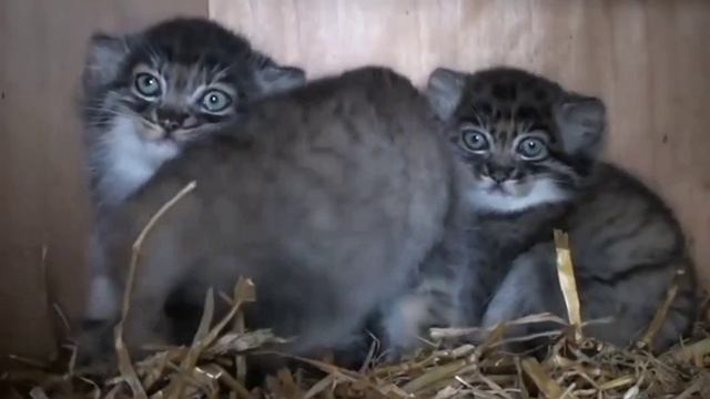 Котята манула. смотреть онлайн