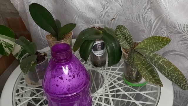 От Этой Таблетки ОРХИДЕИ РВУТ горшки КОРНЯМИ❗СОЧНЫЕ зелёные листья РАСТУТ Сразу смотреть онлайн