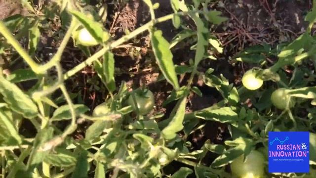 КАК ВЫГЛЯДЯТ ТОМАТЫ, КОТОРЫЕ Я ВЫРАЩИВАЮ ЛЕНИВЫМ СПОСОБОМ (БЕЗ ПОЛИВА), ЧЕРЕЗ 2 МЕСЯЦА ПОСЛЕ ПОСАДК смотреть онлайн