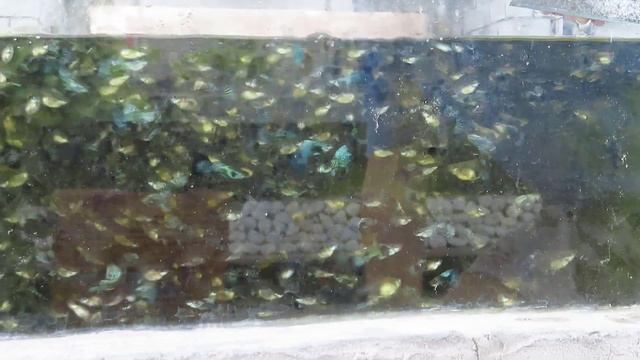 Aquarium (blue dragon guppies) after 10 months ? смотреть онлайн