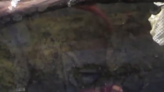 Wonderful Green Tree Python Giving Birth To Red Baby _ Reproduction In Reptiles - YouTube (720p) смотреть онлайн