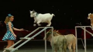 Домашние и Дикие животные в цирке показывают трюки-Звуки животных-Farm animals- слон лошадь кошка