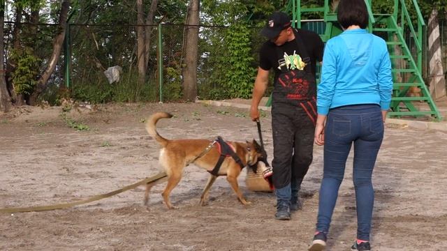 Развитие хватки. Бельгийская овчарка Малинуа. Development Of A Grasp. Belgian Shepherd Dog Malinois