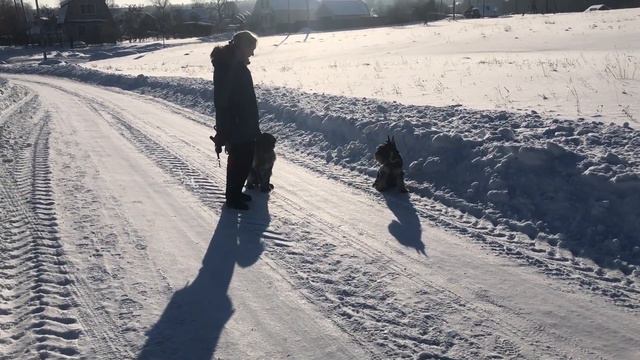 Подкрепление тренировка Айрис и Трикси смотреть онлайн