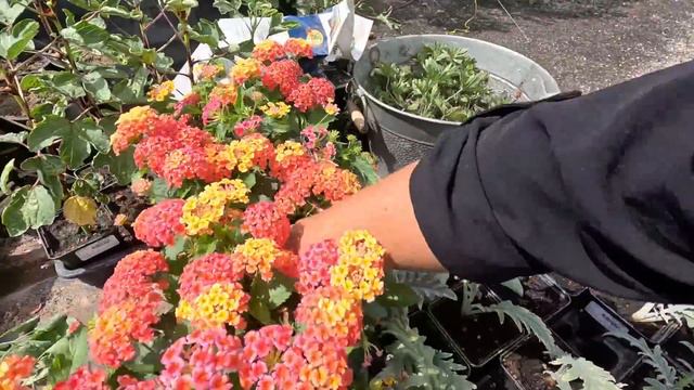 Random Planting Day! 😆🌿👍 // Garden Answer смотреть онлайн