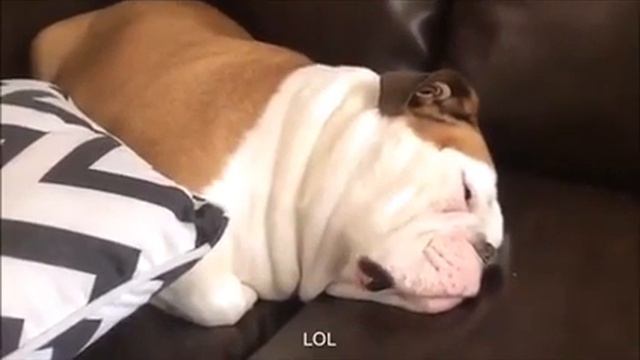 хрип пса смотреть онлайн