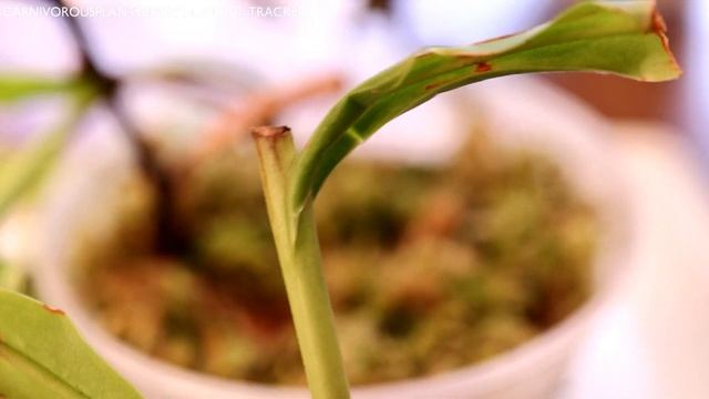 Nepenthes Ventrata Cuttings Update: Roots & New Growth Points? Tropical Pitcher Plant Propagation!