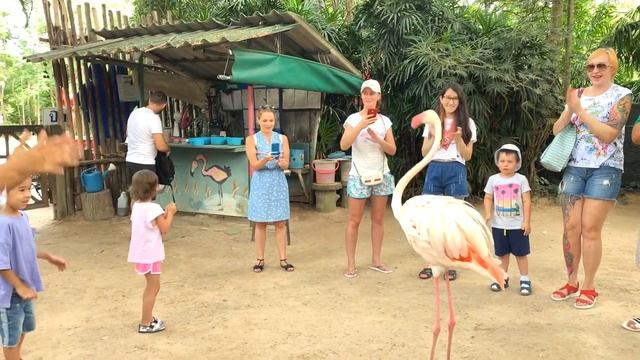 Влог в зоопарке Кхао Кхео, Тайланд. Мила и папа кормят слонов и жирафов. смотреть онлайн