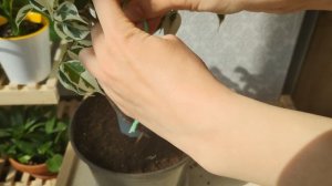 Круговое плетение из 4-х Фикусов Бенджамина Старлайт. Приспособление для кругового плетения фикусов