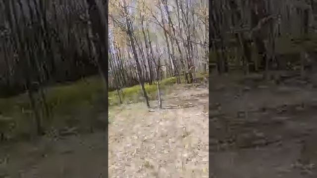 🔴ТОЛЬЯТТИ НАВСТРЕЧУ СОЛНЦУ|В ЖИГУЛЕВСКОМ ЗАПОВЕДНИКЕ🔴-YOUTUBE смотреть онлайн