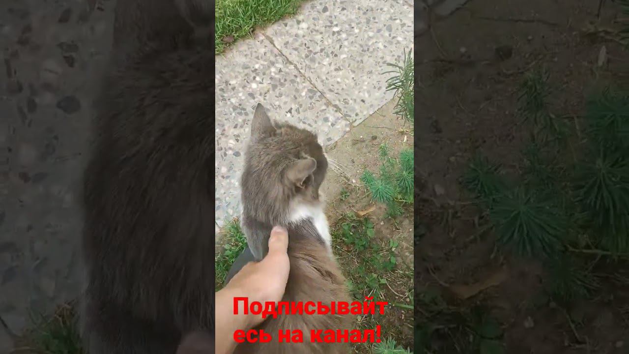 Барсик и ласка! смотреть онлайн