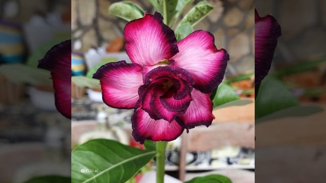 3jma Rosas do Deserto смотреть онлайн