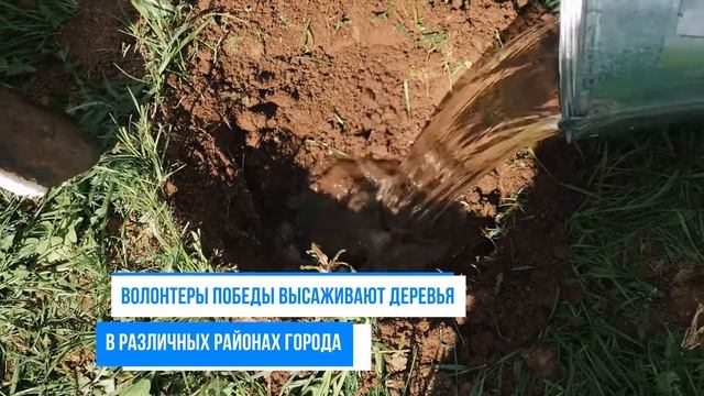 Волонтеры посадка деревьев+ смотреть онлайн