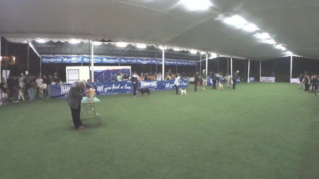 [DOG SHOW] 20191110 6th Pasundan Dog Show BEST IN SHOW 1st Day.