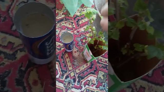 Черенки черной смородины. Дали корни. Пересадка в емкость с почвой. смотреть онлайн