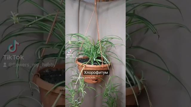 Цветочная магия