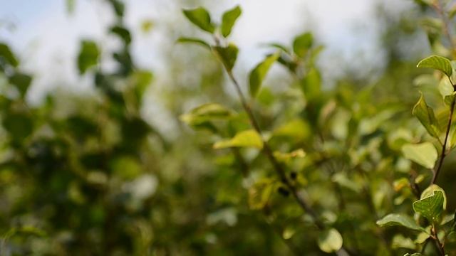 Поет камышевка тростниковая смотреть онлайн