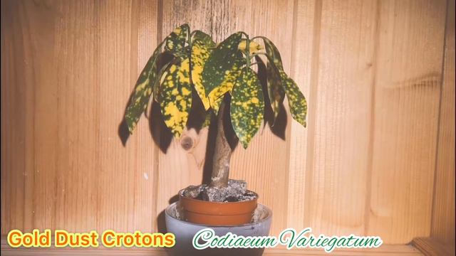 Plant Rehydration AMAZING Timelapse | Gold dust Croton смотреть онлайн